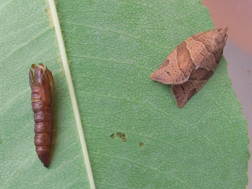 Woodgrain Leafroller Moth