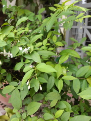 Wrightia religiosa