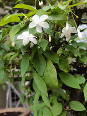 Wrightia religiosa