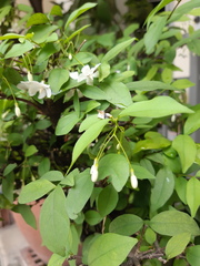 Wrightia religiosa