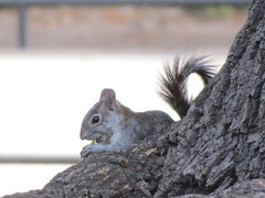 Sciurus aureogaster