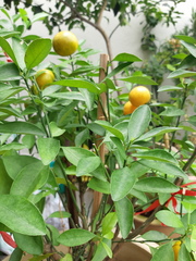 Citrus × microcarpa