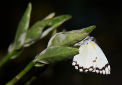 Belenois creona prorsus