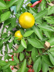 Citrus × microcarpa