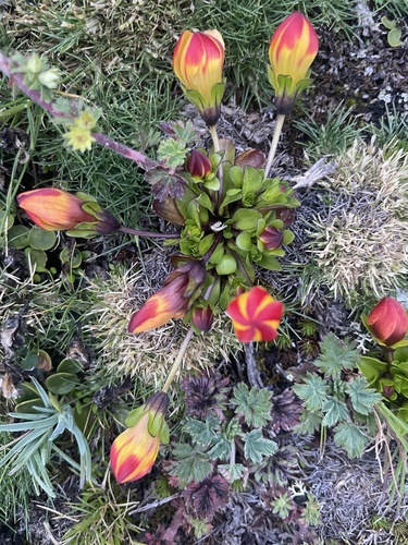 Gentianella scarlatina, 2024-03-27