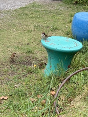 Passer montanus