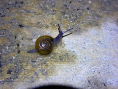 Oxychilus draparnaudi