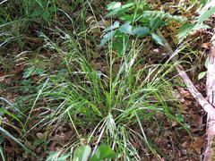 Carex debilis debilis