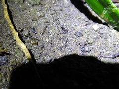 Oxychilus draparnaudi