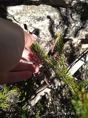 Erica thomae thomae