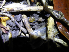 Oxychilus draparnaudi