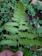 Diplazium viridissimum