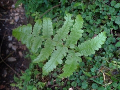 Diplazium viridissimum