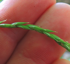 Carex debilis debilis