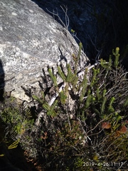 Erica thomae thomae