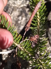 Erica thomae thomae