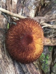 Tricholomopsis scabra