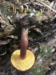 Tricholomopsis scabra