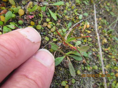 Juncus caespiticius