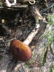 Tricholomopsis scabra