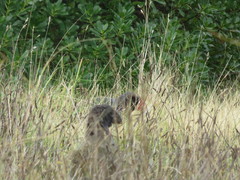 Porphyrio hochstetteri