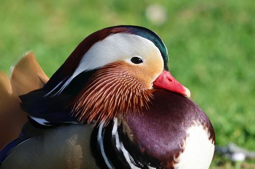 Pato mandarín (Aix galericulata)