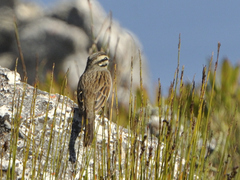 Emberiza capensis