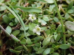 Glossostigma elatinoides