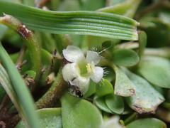Glossostigma elatinoides