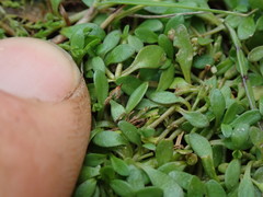 Glossostigma elatinoides