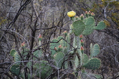 Opuntia