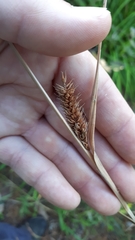 Carex clavata