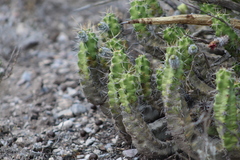 Echinocereus pentalophus pentalophus