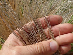 Festuca novae-zelandiae