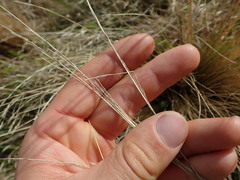 Festuca novae-zelandiae