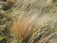Festuca novae-zelandiae