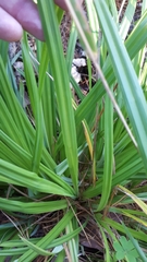 Carex clavata
