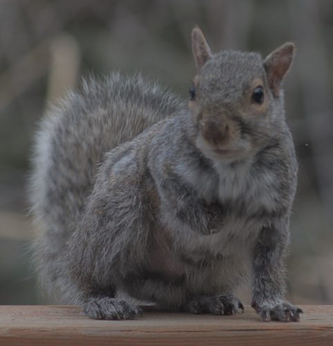 Merriam's Gray Squirrel