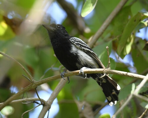 Black-backed Antshrike (Thamnophilus melanonotus), photo 8