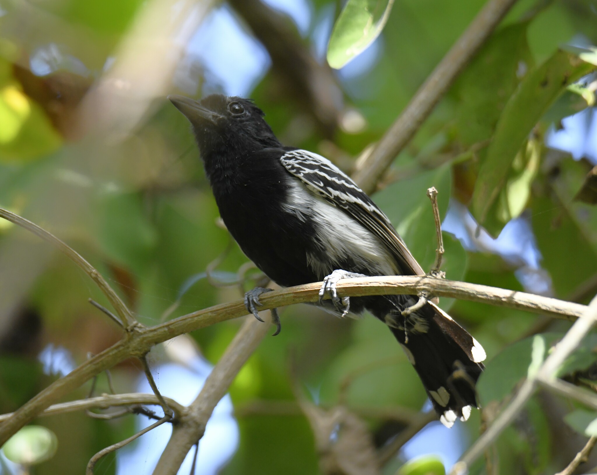 Black-backed Antshrike (Thamnophilus melanonotus), photo 8