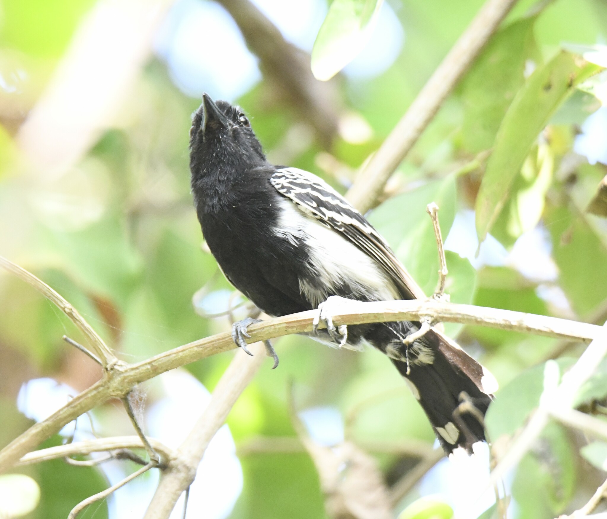Black-backed Antshrike (Thamnophilus melanonotus), photo 9