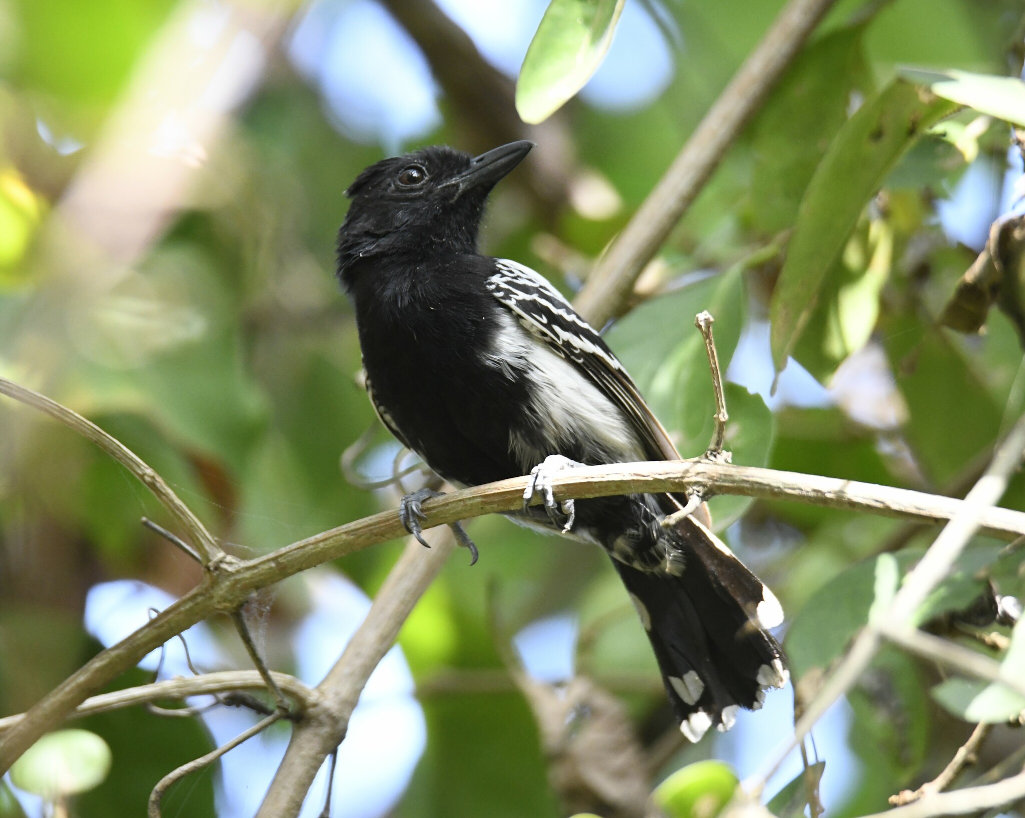 Black-backed Antshrike (Thamnophilus melanonotus), photo 7