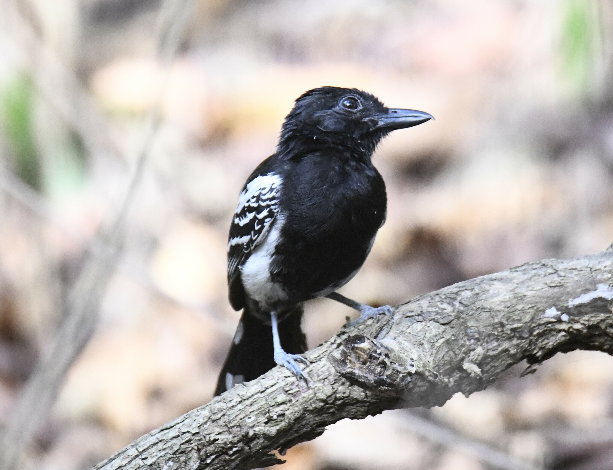 Black-backed Antshrike (Thamnophilus melanonotus), photo 10