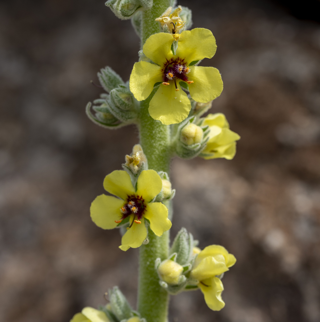 round-leaved mullein