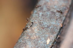 Formicidae