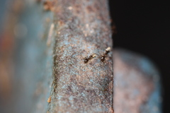 Formicidae