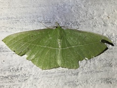 Tanaoctenia dehaliaria