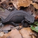 Chinhai Spiny Crocodile Newt - Photo (c) Spark, some rights reserved (CC BY-NC), uploaded by Spark