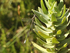 Chlorolestes conspicuus