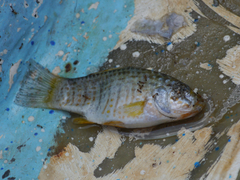 Floridichthys carpio